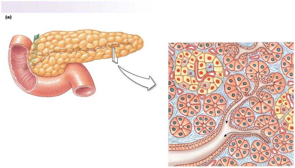 Figure 21.14a The Pancreas Anatomy of the Exocrine and Endocrine Pancreas The exocrine pancreas secretes digestive enzymes and sodium bicarbonate.