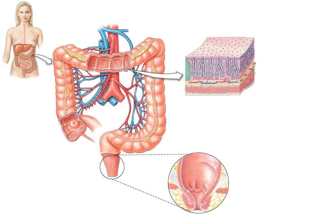 Figure 21.21 Anatomy of the large intestine Hepatic portal vein Inferior vena cava Transverse colon Aorta Tenia coli Lymphoid nodule Intestinal glands are the site of fluid secretion.