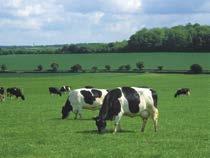 Elite Dairy High yielding dairy cows will benefit from this specialist dairy mineral that is particularly suitable for feeding alongside mixed forages, including maize and