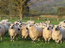 sheep minerals Sheep GP A specific formulation designed to meet the requirements of both the ewe and her lambs during pregnancy.