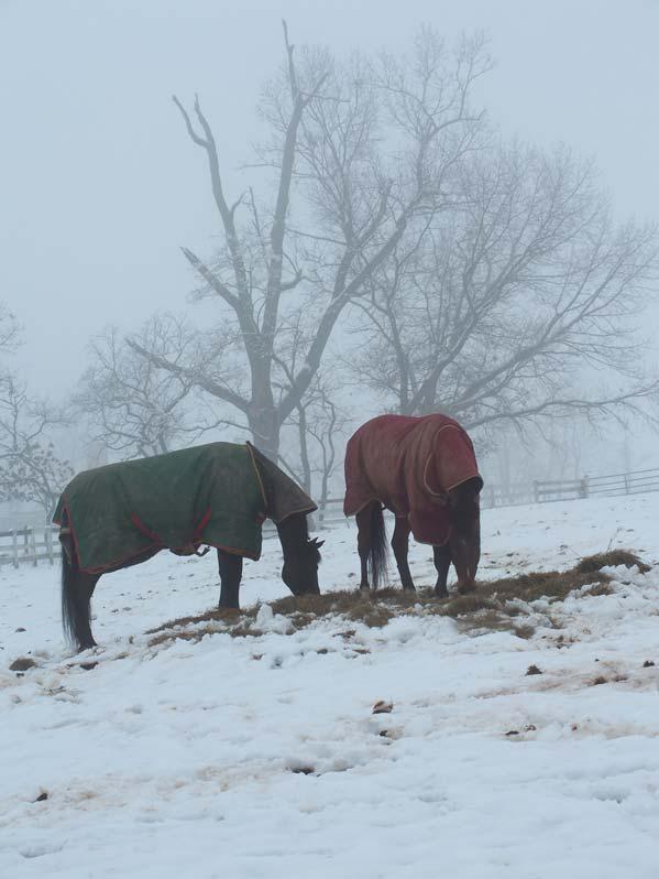 Winter Health Care Tips Keep rock salt on hand in the barn for unexpected icy mornings.
