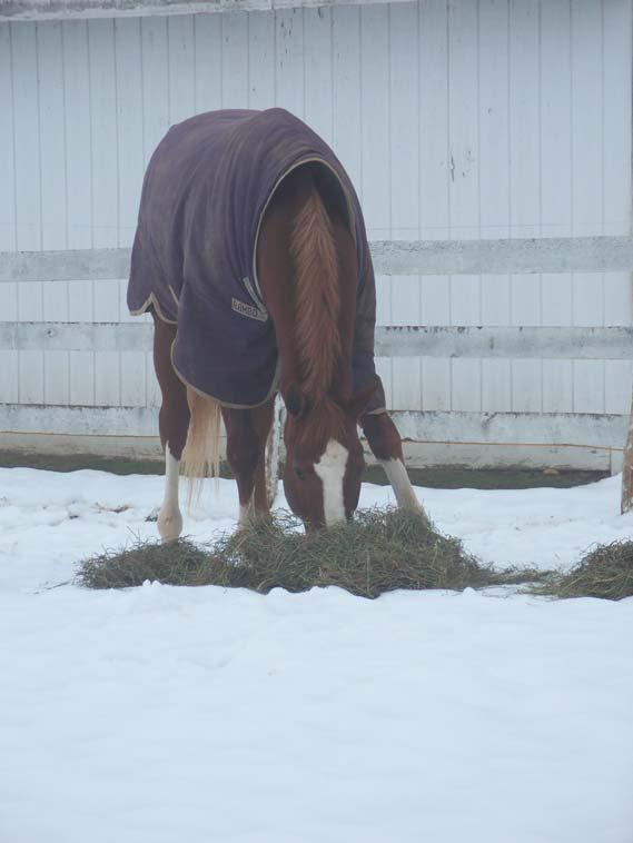 Winter Health Care Tips Adding warm soaked beet-pulp to your horse s ration can greatly aid in digestion during cold weather months.