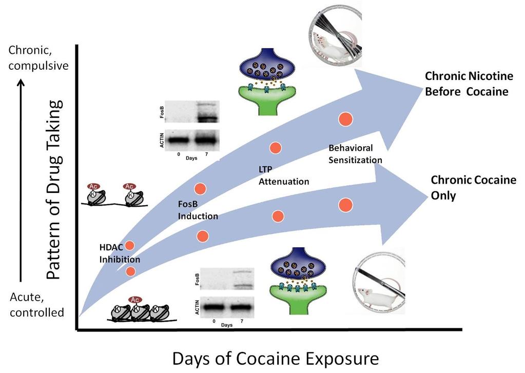 Epigenetic changes and synergistic effects of nicotine and