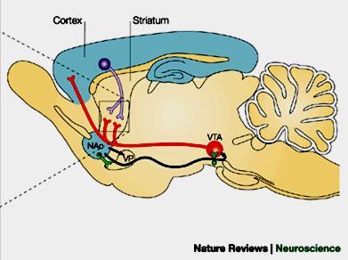 Prefrontal cortex Human Brain Nucleus