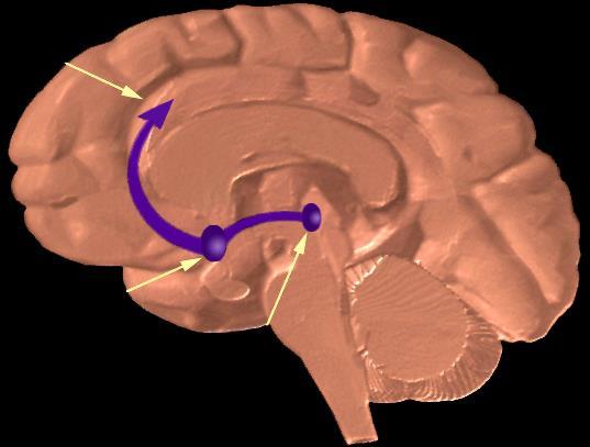Cortex Rat Brain Anatomy of the