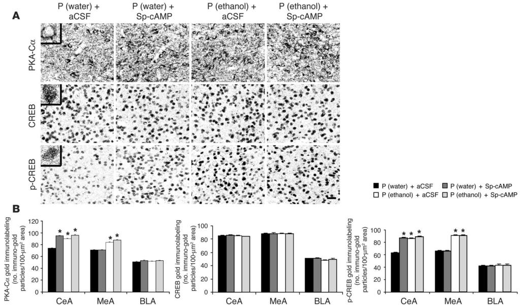 Figure 7 PKA activator infusion into the CeA during ethanol intake and CREB signaling in the amygdala of P rats.