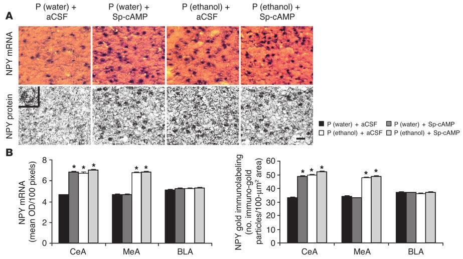 Figure 8 PKA activator infusion into the CeA during ethanol intake and NPY levels in the amygdala of P rats.