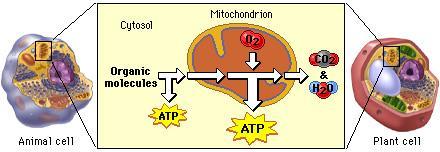 Name Class Date Cell Respiration Introduction Cellular respiration is the process by which the chemical energy of "food" molecules is released and partially captured in the form of ATP.