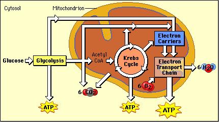 We can divide cellular respiration into three metabolic processes: glycolysis, the Krebs cycle, and oxidative phosphorylation. Each of these occurs in a specific region of the cell. 1.