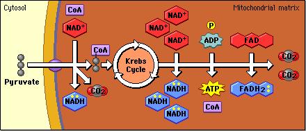 Concept 3: Krebs Cycle The Krebs cycle occurs in the mitochondrial matrix and generates a pool of chemical energy (ATP, NADH, and FADH2) from the oxidation of pyruvate, the end product of glycolysis.