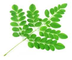 Figure No.3: Moringa oleifera leaves Graph No.