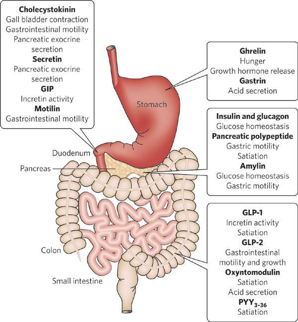 Gut Enzymes Obesity Control Food intake, energy expenditure and body adiposity are homeostatically regulated.
