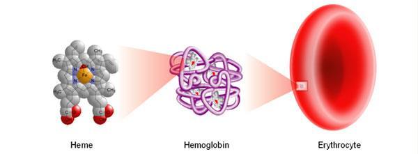 Hemoglobin 55