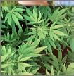 RM Murray, and M Di Forti Institute of Psychiatry, London UK 9) 7* * THC OF TODAY Increases over Time in the Potency of