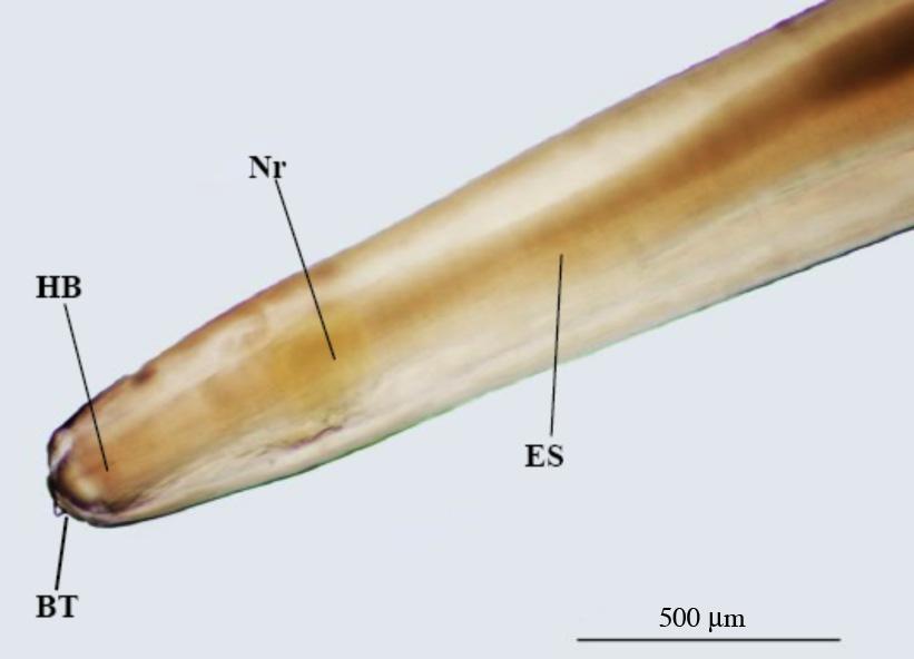 B D Fig 1B Stereomicrograph shows the head is globular (HB), a boring tooth (BT) is found slightly dorsally at the anterior end and the proximal part of