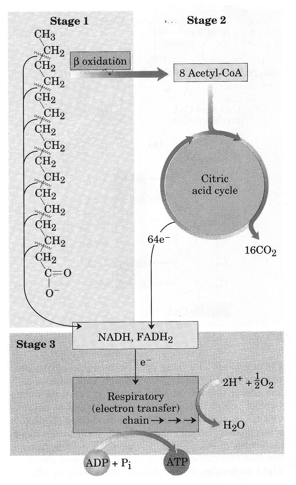 C. Fate of products of lipolysis 1. Glycerol à liver for synthesis of glucose or G-3-P (via glycerol kinase). 2. Fatty acids a. Oxidation within adipose tissue (minor) b.