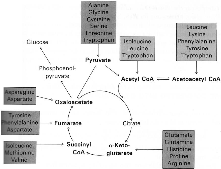 E. Metabolism of ketone bodies in heart, skeletal muscle, kidney, and brain (after adaptation to starvation) 1. Activated in mitochondria. a. Acetoacetate + SuccCoA + GTP à Acetoacetyl CoA + Succinate + GDP b.