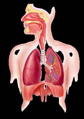 6. Name parts A - E of the lung from the diagram: A. D. B. E. C. 7.