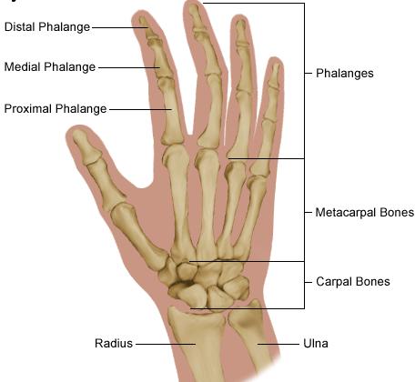 Hand injuries Occur in small bones fingers (phalanges) long bones (metacarpals).