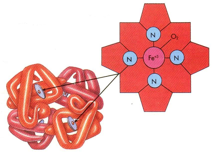 Hemoglobin: Transport of Oxygen Myoglobin Storage of