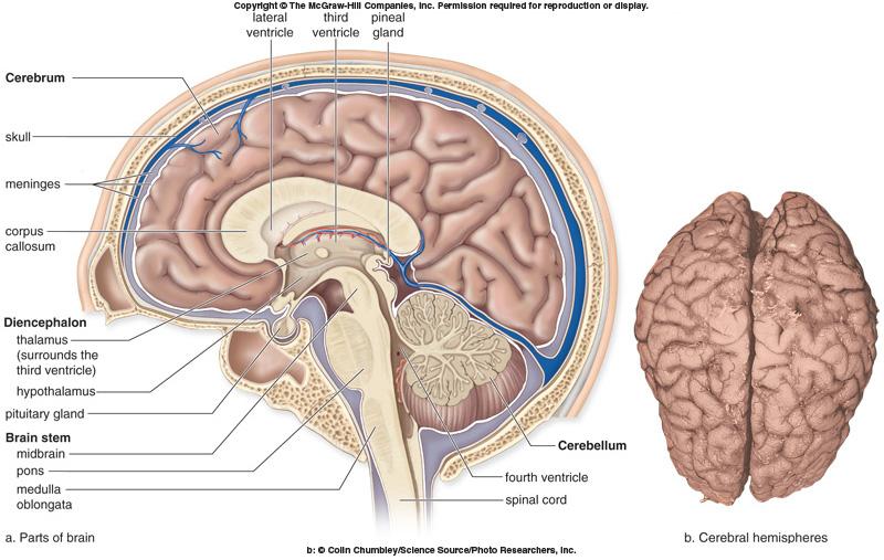 The brain: Diencephalon Hypothalamus helps maintain homeostasis (hunger, sleep, thirst, body temperature and water balance) and controls pituitary gland Thalamus 2 masses of gray matter that receive