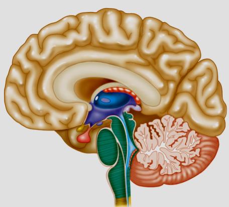 The brain: Cerebellum Receives and integrates sensory input from the eyes, ears, joints and muscles about the current position of the body Two cerebellar hemispheres joined with each other (lots of