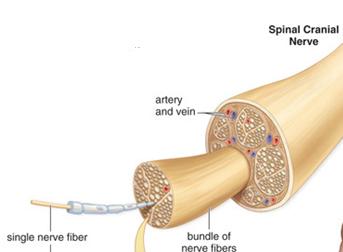 ganglia outside the CNS - Spinal nerves
