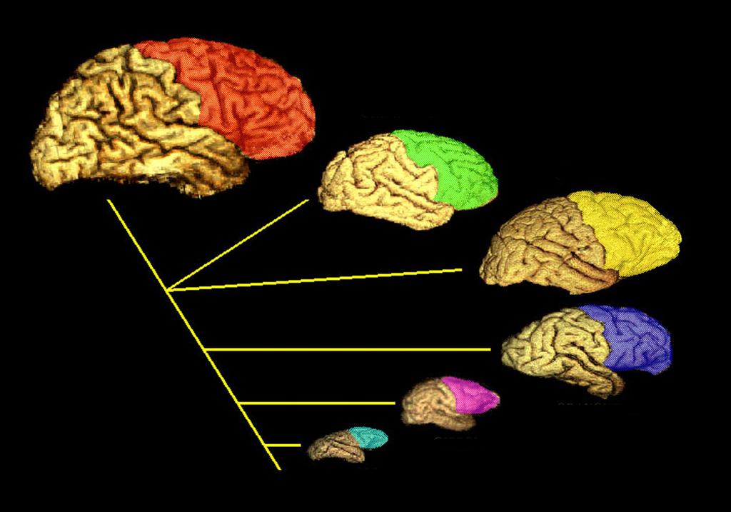 Human FRONTAL CORTEX in humans is not larger than expected for an of human