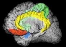 Fronto Limbic circuitry Frontal Striatum Amygdala What are the
