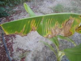 leaves. A B Figure 2. Septoria leaf spot of banana in cv.