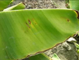 was closely associated in all of the infected banana leaf
