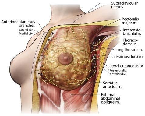 The extrathoracic anatomy of this nerve is highly variable.