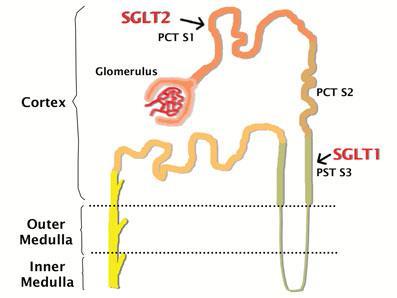 Dual SGLT1/SGLT2 Inhibitor Sotagliflozin (LX4211) for type 1 and type 2