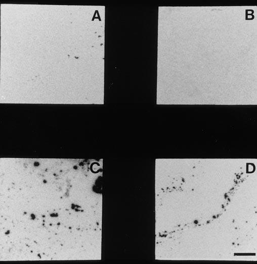 Fig. 2. Autoradiographs of L-B films showing interaction of DPPC and SP-A.
