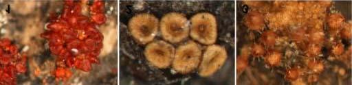 Figs. 1-3. Ascomata on nature substrates. 1. Cosmospora henanensis (HMAS 86458). 2. Hydropisphaera jigongshanica (HMAS 91740). 3. Lanatonectria oblongispora (HMAS 91741). Scale: 1, 3: 29; 2: 35.