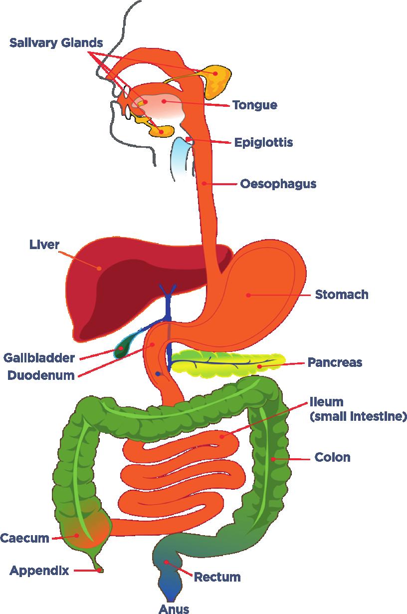 OUR DIGESTIVE SYSTEM
