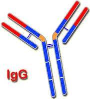Refresher IgG reactions chemicals, food particles enter through leaky gut and IgG antibodies are formed to the substance