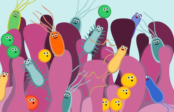 Gut Microbes Microbes interact with the adaptive immune system constantly In order for them to stay in our intestinal system the immune system has to