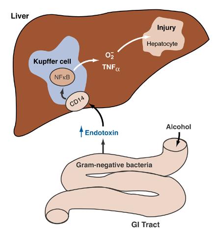 Liver Damage Alcohol and other liver stressors exacerbate the immune response in the liver Alcohol and it s ability to induce leaky gut allows for more endotoxins to enter the blood