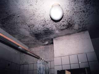 Bathroom Pathogenic Fungi There are relatively very few fungi which are