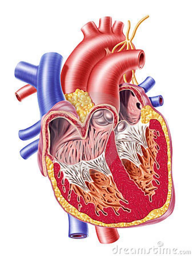 6.2 Transport System/Circulatory! The Human Heart! Size of clenched fist! Side by side pumps! On a complete journey, blood will pass through the heart twice!
