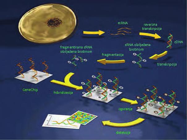 Dvije su glavne metode tehnologije mikročipa. Prva se zasniva na standardiziranim mikroskopskim staklenim pločicama na koje se deponiraju molekule cdna ili dugi (60-bazni) oligonukleotidi.