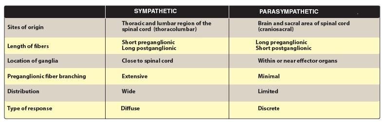 Differences between sympathetic