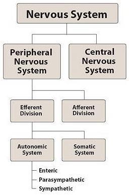 Nervous System Divisions The peripheral nervous system is subdivided into afferent division: bring information from the periphery to the CNS.