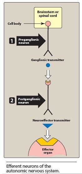 Anatomy of the ANS 1. Efferent neurons: The ANS carries nerve impulses from the CNS to the effector organs by way of two types of efferent neurons.
