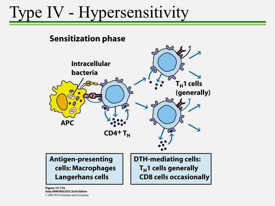 Reaction Phases of Delayed Hypersensitivity Phase I (1-2 weeks) Phase II (24-72 hrs) Sensitized TDTH secretes chemical mediators to activate macrophages that