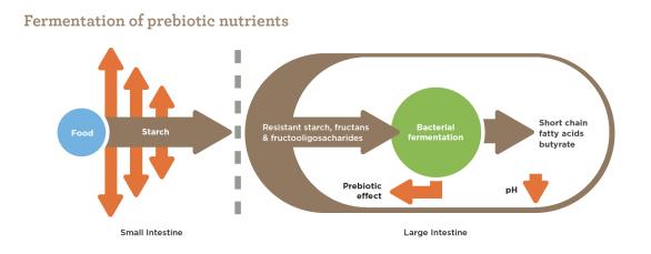 Fermentation Key for Gut Health and a Varied, Balanced Microbiota Adapted from Phys Rev. 2001;81(3):1031-64 10 The Importance of Fermentable Fibres J Nutr.