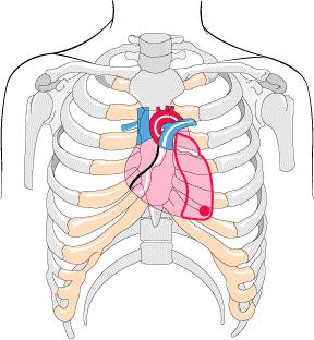 Cardiac Ausculation in