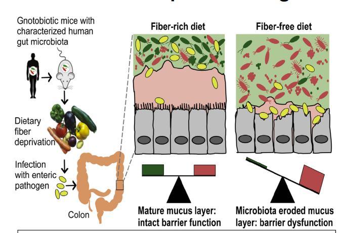 The Role of FIBER Fiber Rich Diet No Fiber Desai MS et al.