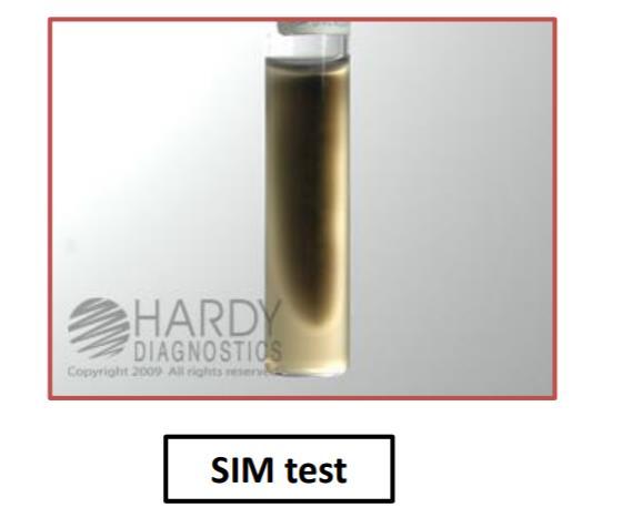SIM test SIM is an abbreviation for H2S, Indole, motility tests. H2S positive would produce a Black area, this test is positive for salmonella.